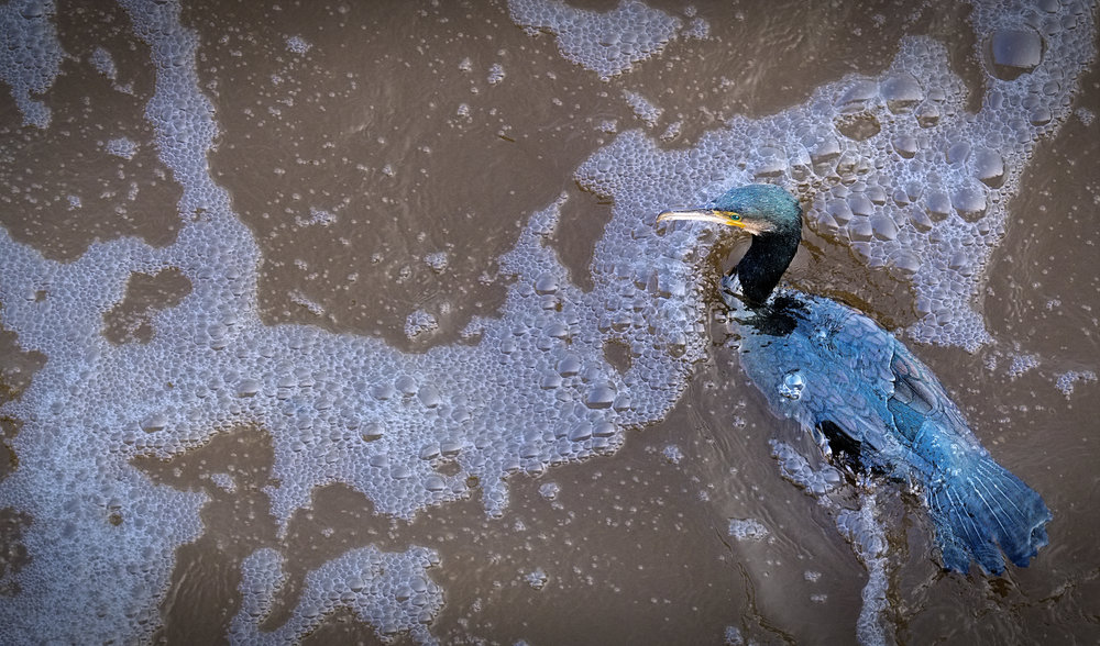 Swimming Cormorant